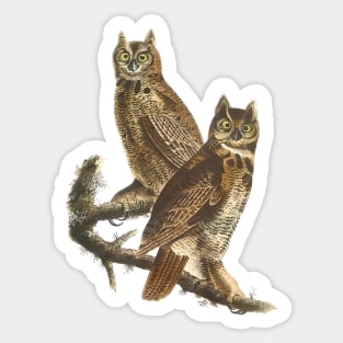 Owls by James Audobon Sticker
